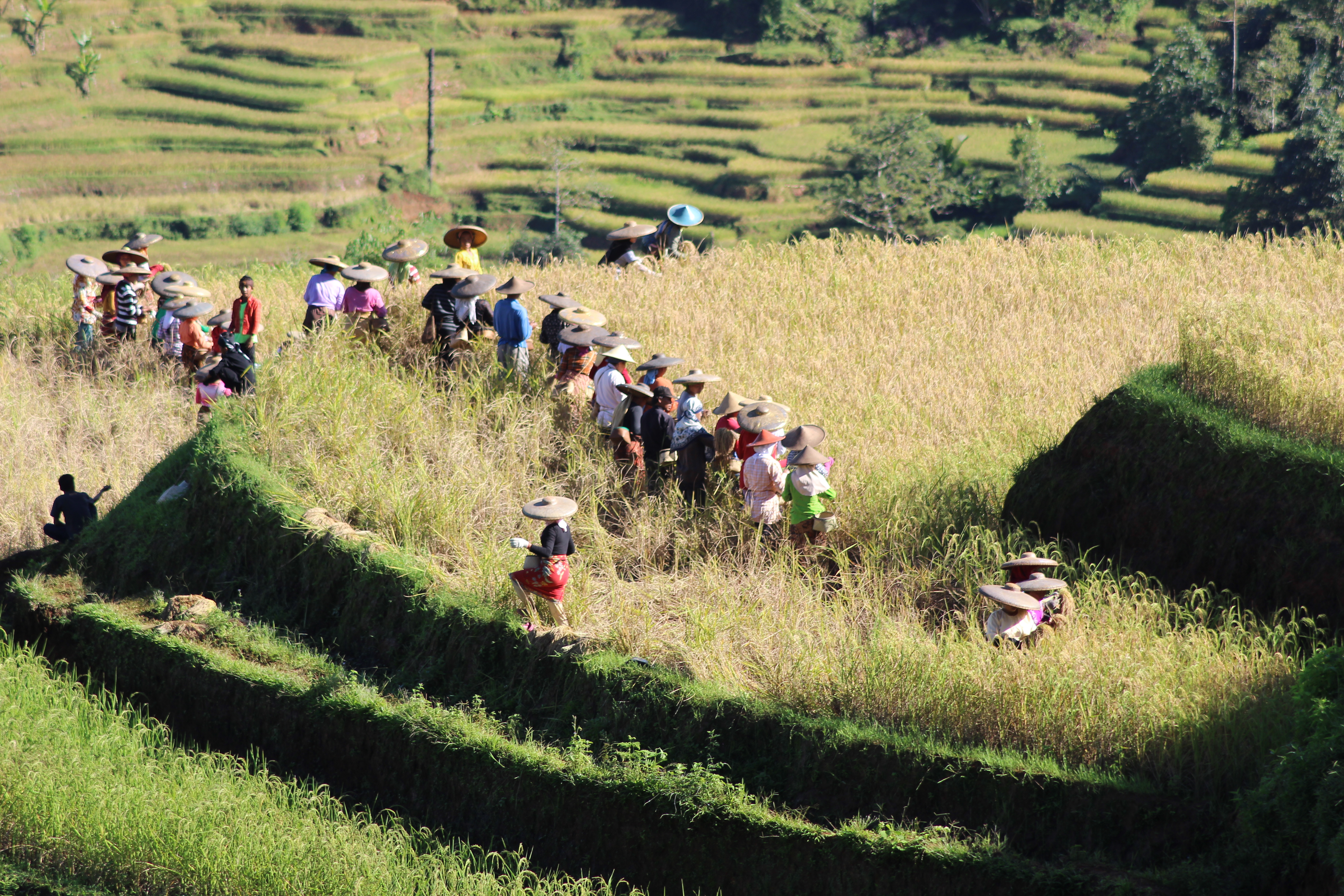Harmoni di Hamparan Hijau